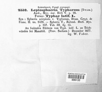 Typhicola typharum image